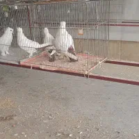 فروش دوجفت کفترتاختا