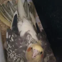 عروس هلندی ماده