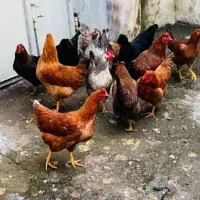 مرغ جوان|حیوانات مزرعه|اشنویه, |دیوار