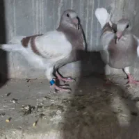 جوجه پوست پیازی