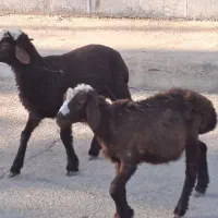 بره نرو ماده