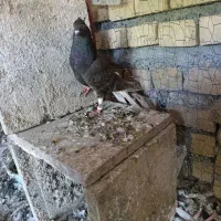 کبوتر. مایدم.  دمسفید