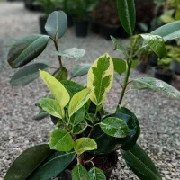 گلخانه الماس سبز ، سیدی نبش قائم ۳۳