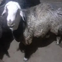 فروش قوچ