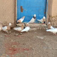 تعدادی کبوتر رنگی سینه وطوقی
