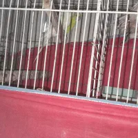 فنچ کینگ|پرنده|بندر ماهشهر, |دیوار