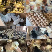 عرضه انواع جوجه به صورت عمده شرکت آذرجوجه شیرزاد