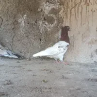 پرنده ،کبوتر