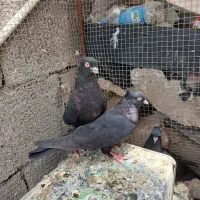 زاغ نر ماده