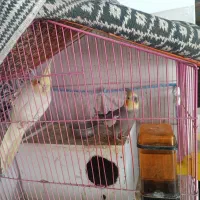 یک جفت عروس هلندی