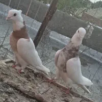 جفت طوق سور عروسک