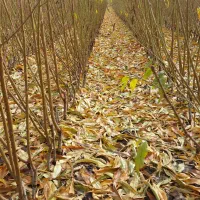 فروش ویژه نهال هلو و شلیل اصلاح شده