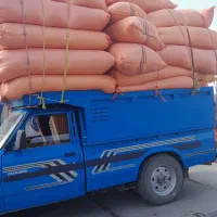 کاه دیم گندم بدون گردو خاک تحویل تربت‌جام