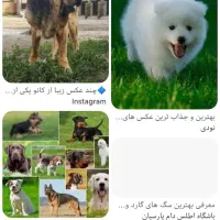 سگ گمشده
