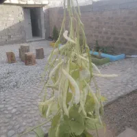 لوبیا سفید درختی