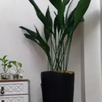 گل عبایی ۱۳۰ سانت ارزان