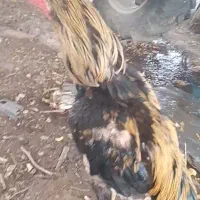 خروس لاری
