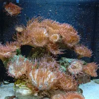 اکواریم ابشور جنگل رز پرورش دلقک ماهی