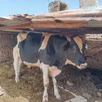 گوساله نر گوشتی