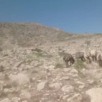 میش ابستن