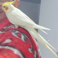 عروس هلندی نر سخنگو