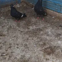 کله سیاه نر و ماده