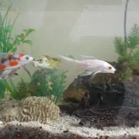 آکواریوم، تزئینات