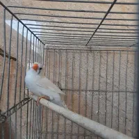 فنچ مولد