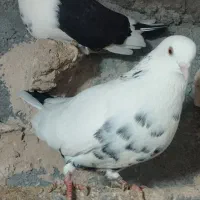 کبوتر|پرنده|خمین, |دیوار
