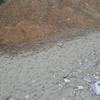 کود گوسفندی موجود است