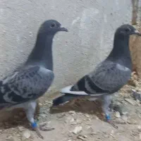 پلاکی