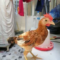نیمچه خروس 3 ماهه جثه ریز اصل لری