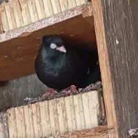 سیاه آبادانی