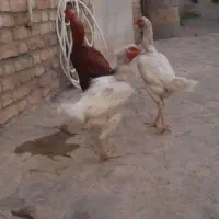 خروس لاری