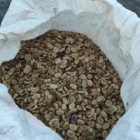 باقالی خشکه