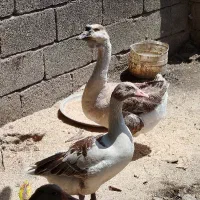 غاز محلی ماده