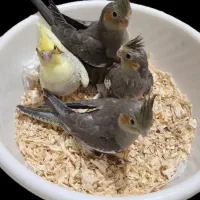 معاوضه با مرغ عشق انگلیسی
