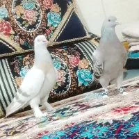 کبوتر ترکی