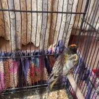 پرنده سهره گل ب سر