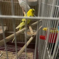 مرغ عشق ماده