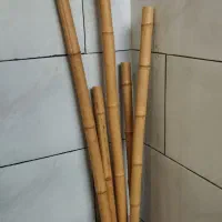 بامبو|گل و گیاه طبیعی|تهران, جیحون|دیوار