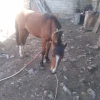 اسب