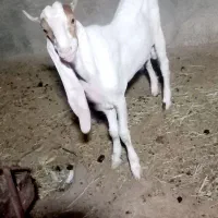 بزغاله نر پاکستانی فروش فوری