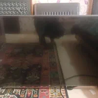 LGtv