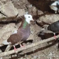 کفتر|پرنده|صفی آباد, |دیوار