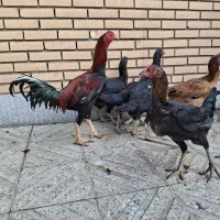 مرغ لاری|حیوانات مزرعه|مبارکه, |دیوار