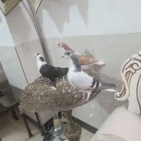 کبوتر‌ عتیقه