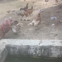 بوقلمون نر نژاد بوربون
