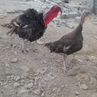 بوقلمون‌نروماده