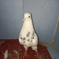 2کبوتر طوق